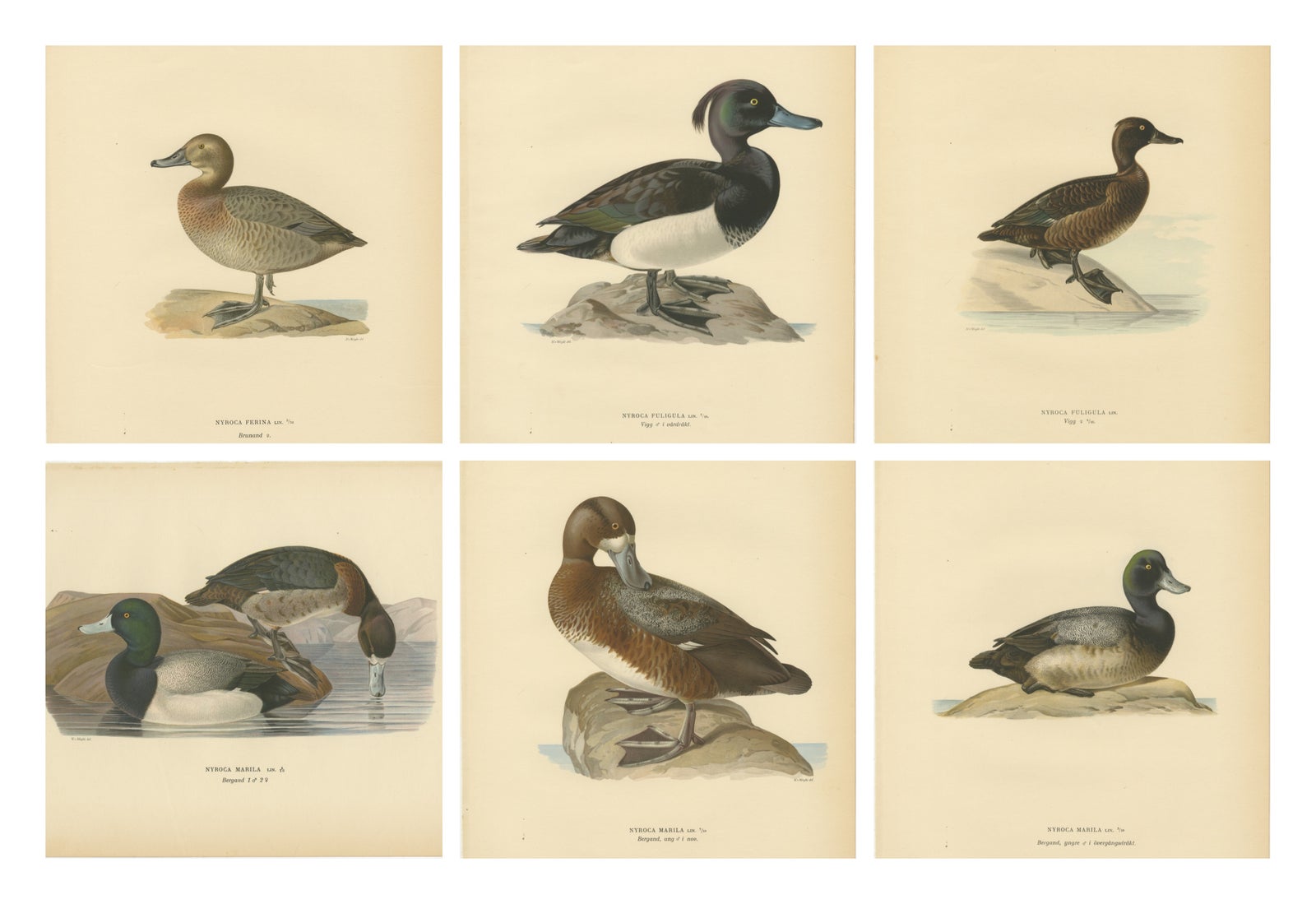 Decorative Scandinavian Bird Prints, Antique Swedish Ducks, 1929 - Set of 6