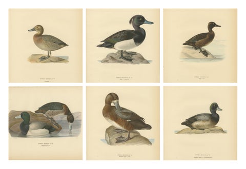 Decorative Scandinavian Bird Prints, Antique Swedish Ducks, 1929 - Set of 6