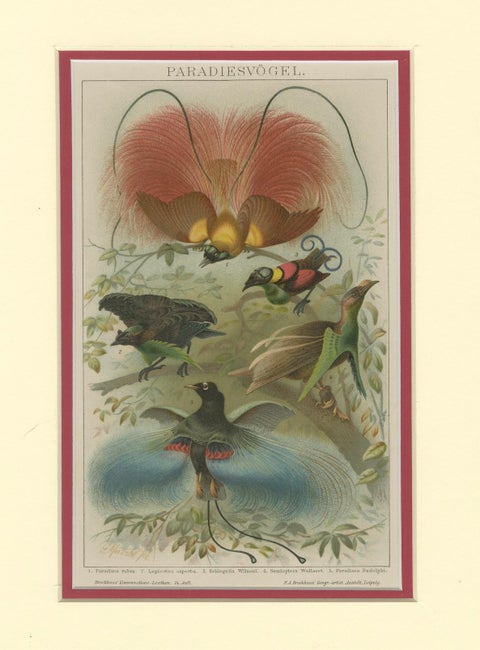 1894 Chromolithograph of Birds of Paradise, A Historical Interpretation, close-up 3
