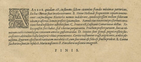 Botanical Illustration of Saint Lawrence's (Madagascar) Seeds and Plants, 1601, close-up 4