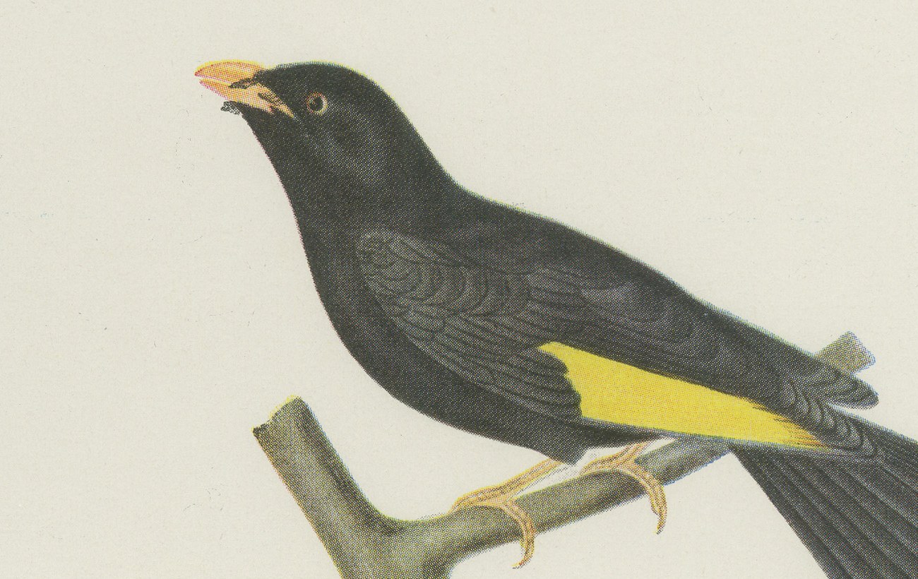 Purple-Throated and Other Cotingas, Brazilian Bird Print, Descourtilz, 1944, view 3