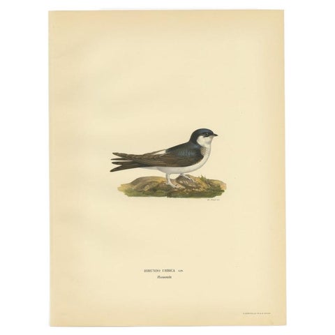Antique Bird Print of the Common House Martin by Von Wright, 1927