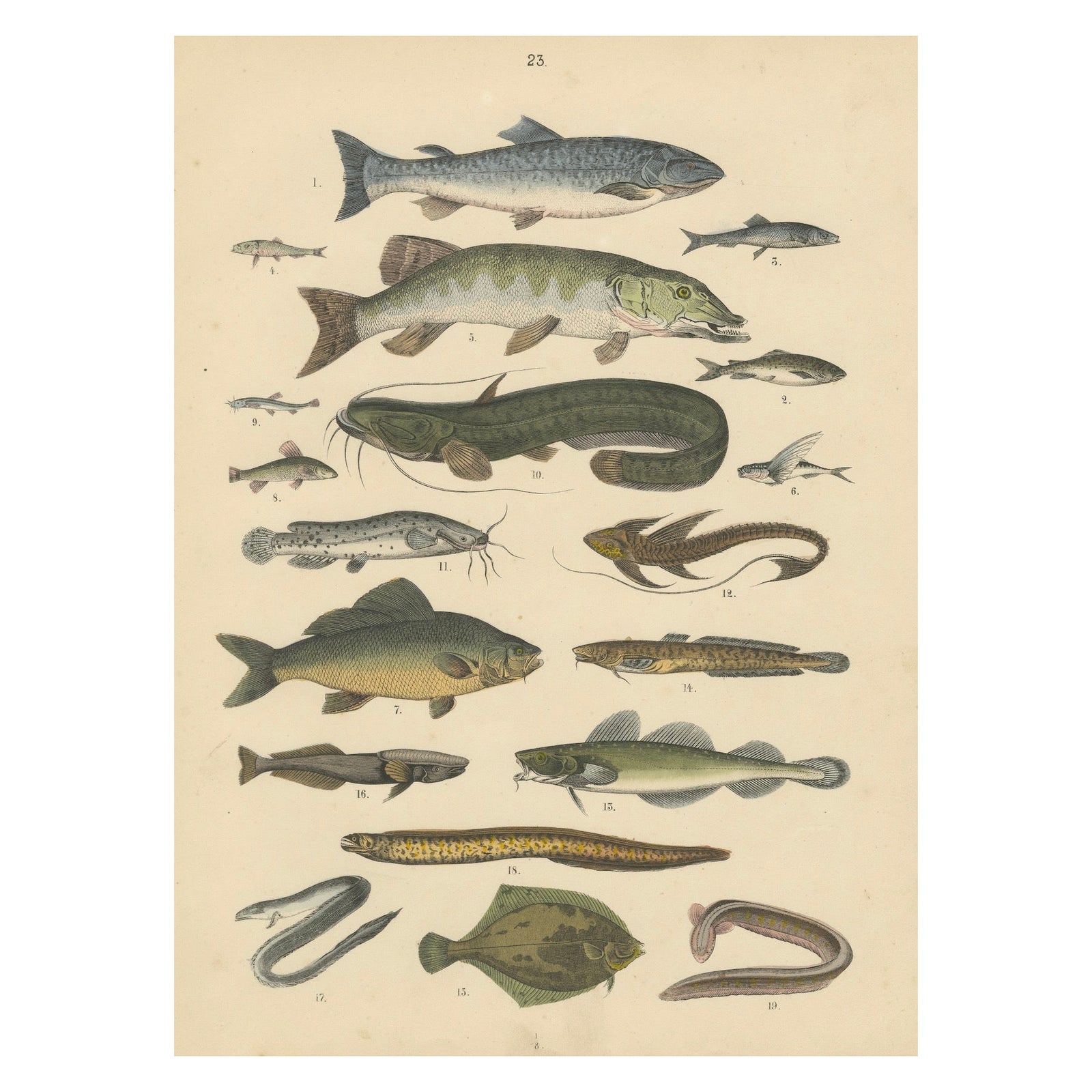 Freshwater Fish Print: Pike, Catfish, Eel, Trout, Antique 1867