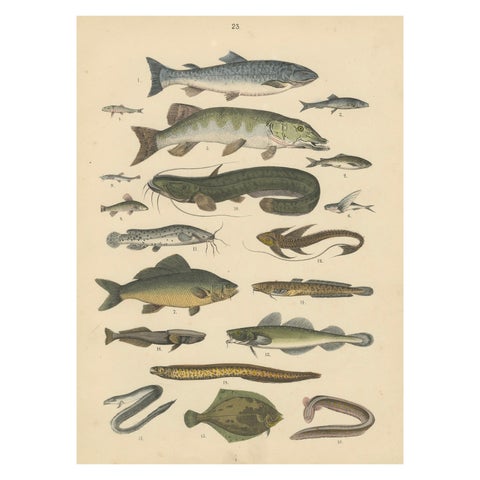 Freshwater Fish Print: Pike, Catfish, Eel, Trout, Antique 1867