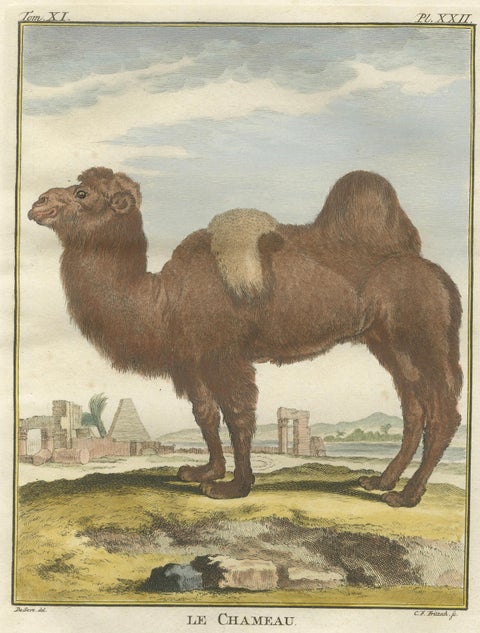Antique Bactrian Camel Engraving, Buffon Hand-Coloured Print Amsterdam 1769, close-up 2
