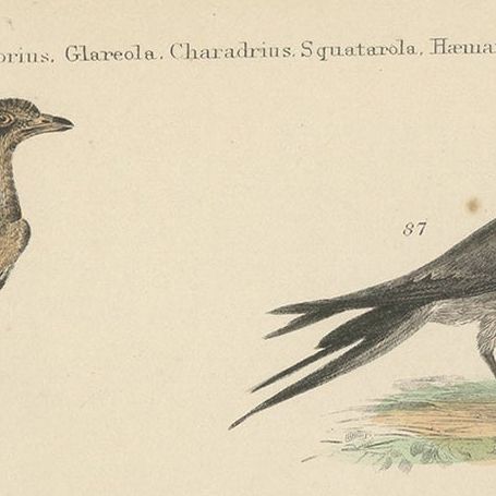 Old Print of a Courser, Collared Pratincole, Sandpiper, Plover, Cariama, c.1860, close-up 1
