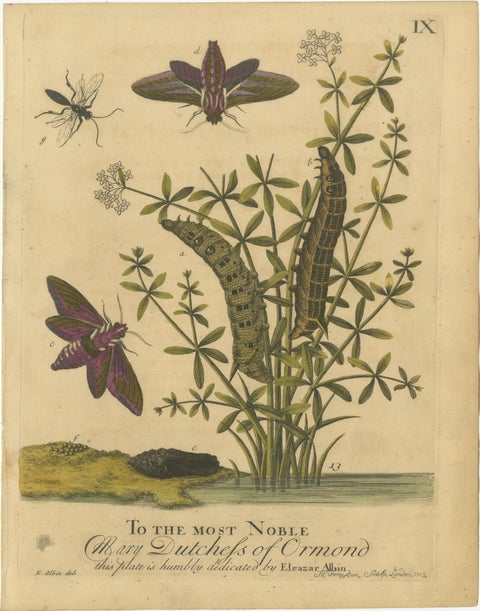 English Hawk & Tiger Moths, Hummingbird Hawk, Garden Tiger, Albin 1720, view 2