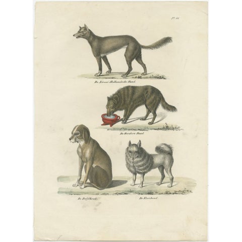 Attractive Antique Print of the Sheepdog and Other Dog Breeds, 1845, view 2