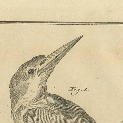 Two Exotic Birds on Branches, Antique Bird Engraving by Schouman, c. 1760, close-up 1