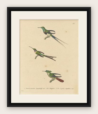 Hummingbird Engravings by Huet and Prêtre: Langsdorff, Chalybeate, Unique-tailed, shown framed
