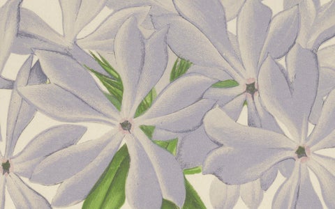 Wild Blue Phlox (Phlox Divaricata), Hand-Coloured Botanical Print, 1874, close-up 1