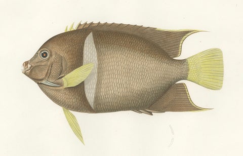 Antique Print of the King Angelfish, Hand-Colored French Lithograph, 1845, close-up 3