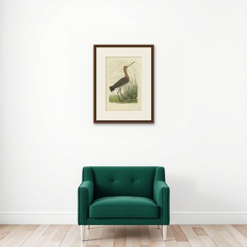 Antique Bird Print of the Black-Tailed Godwit by Sepp & Nozeman, 1770, shown framed on a wall