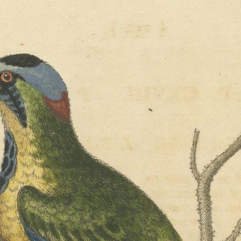 Antique Bird Print of the Brasilian Saw-Billed Roller, close-up 1