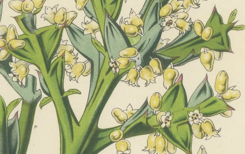 Botanical Illustration of Colletia Ferox: Thorny Beauty from Chile, c.1855, close-up 3