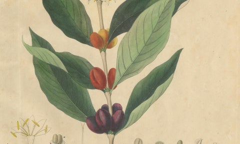 Antique Coffee Botanical Print, Coffea Arabica, Hand Colored, c.1831, close-up 2