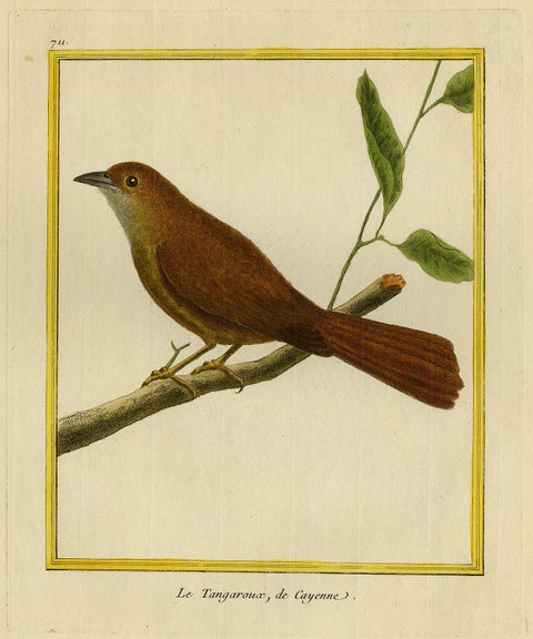 Original Hand-Colored Antique Bird Print of Tanager Bird, ca.1770, view 2