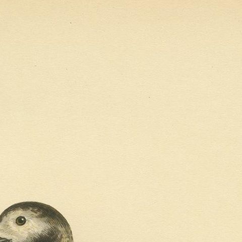Antique Bird Print of a Female Long-Tailed Duck by Von Wright, '1929', close-up 1