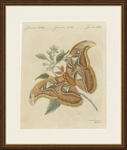 Atlas Moth on a Flowering Branch, Antique Bertuch Print, Vienna, circa 1805, shown framed