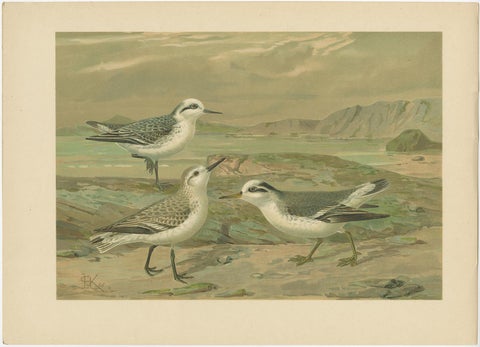 Set of Six Antique Chromolithographs of Seabirds, Gulls, Terns & Skuas, c.1890, view 6