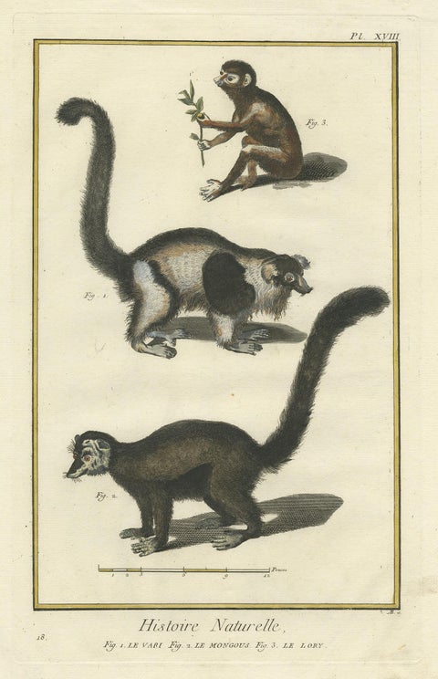 Antique Handcolored Engraving of Vari Monkey, Mongoose, Lori Print, 1774, view 2