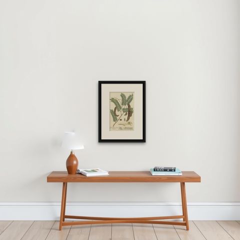 Antique Botanical Print of a Tamarind Tree, shown framed on a wall
