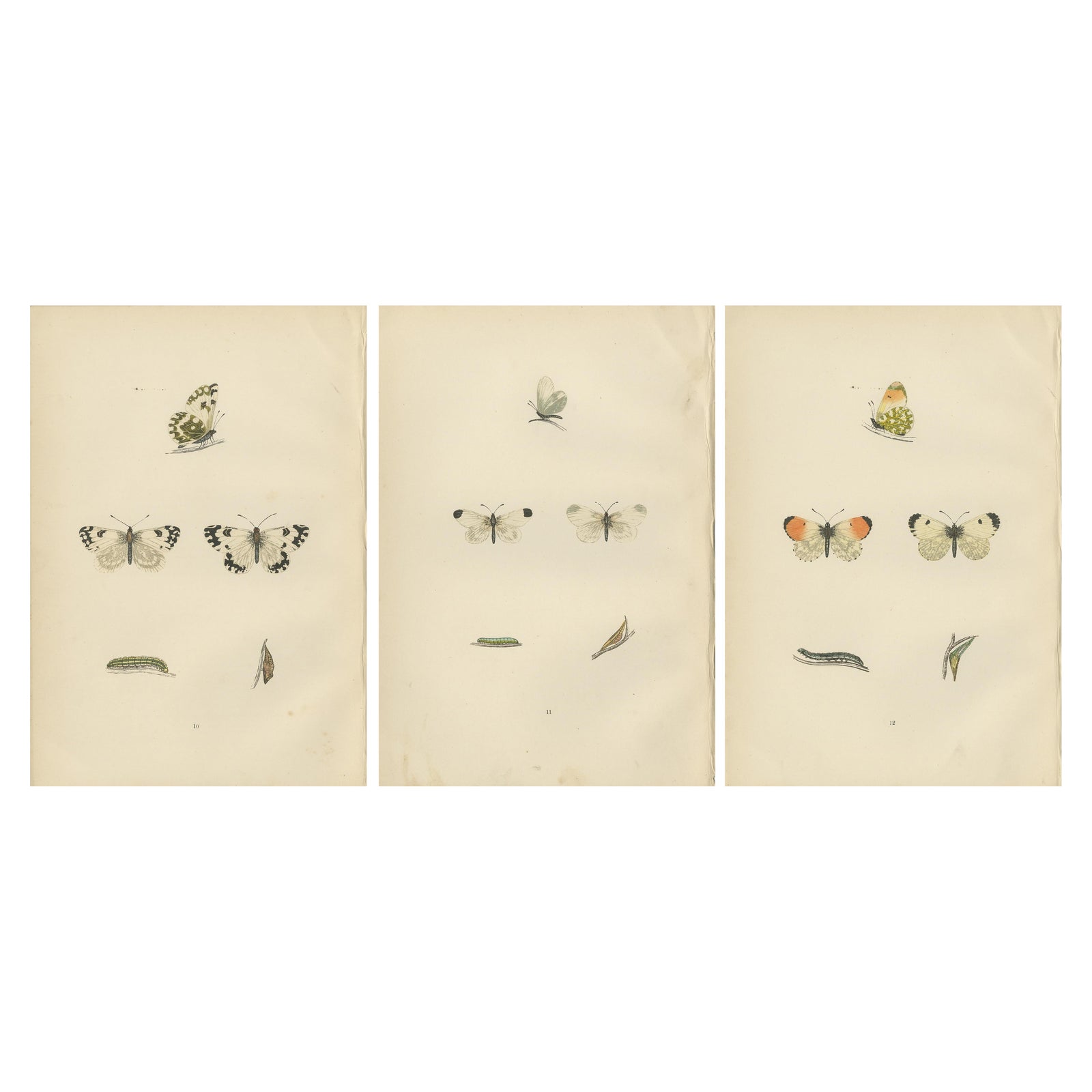 Metamorphosis in Repose: A Trio of Butterfly Lifecycles