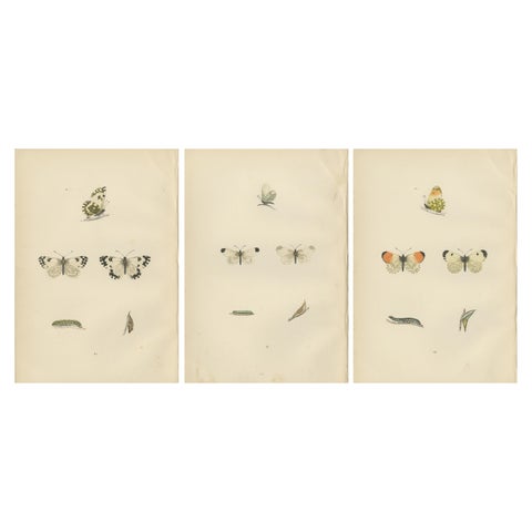 Metamorphosis in Repose: A Trio of Butterfly Lifecycles
