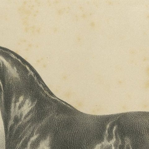 Antique Lithograph of the Horse 'Introuvable', close-up 1
