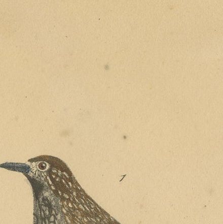 Pl. 33 Antique Bird Print of a Nutcracker & European Roller by Lejeune, 'c.1830', close-up 1