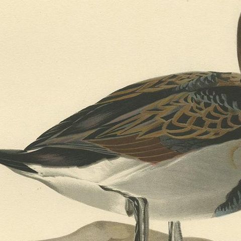 Antique Bird Print of a Male Long-Tailed Duck 'in summer' by Von Wright '1929', close-up 2