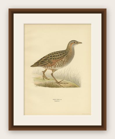 Antique Bird Print of the Corncrake by Von Wright '1929', shown framed