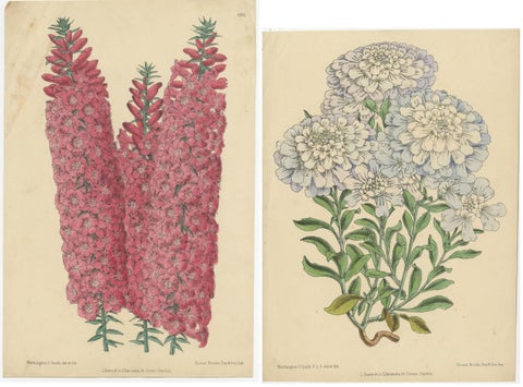Set of 2 Antique Botany Prints by Reeve 'c.1870', view 4