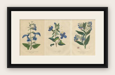 Flora's Chromatic Splendor: Hand-Colored Engravings of 1845, shown framed