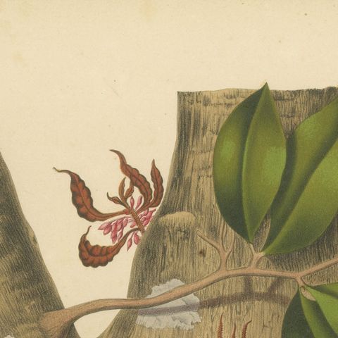 Original Antique Botanical Chromolithograph of Namnam Tree, c. 1880, close-up 4