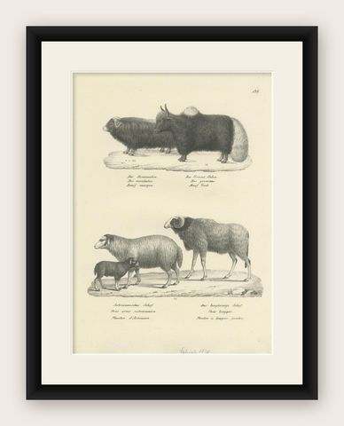 Antique Print of Oxen and Sheep by Schinz, 'c.1830', shown framed