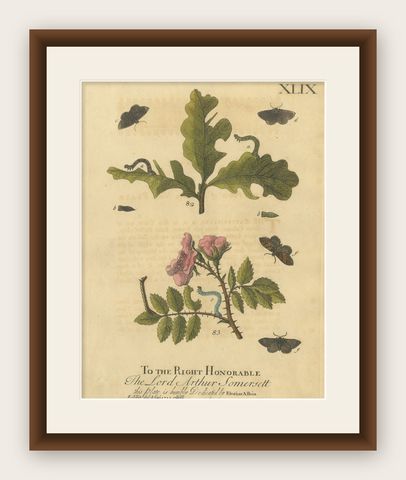English Moths and Caterpillars on Oak and Rose, Antique Insect Engraving, 1720, shown framed