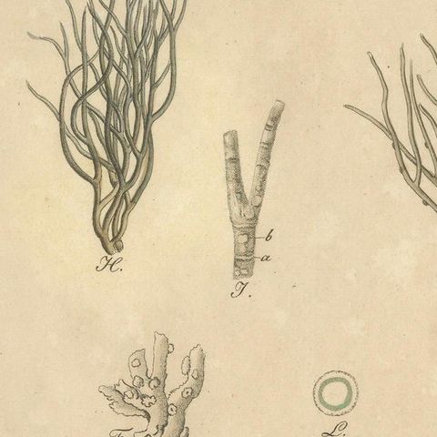 Antique Lichen Botanical Print, Dye & Chemical Species, c.1831, close-up 5