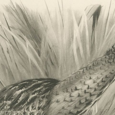 Bittern, Antique Bird Print after Lilian Medland, circa 1909, close-up 2
