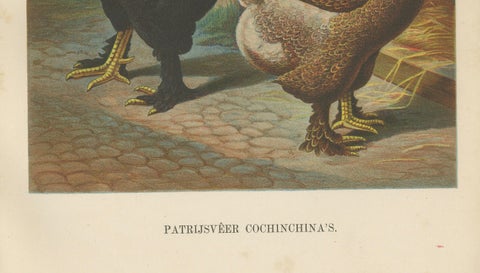 The Magnificent Partridge Cochinchina - A Rare 19th Century Poultry Lithograph, close-up 1