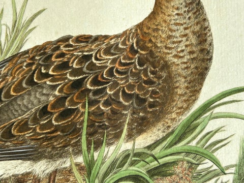 Ruff Bird Print with Nest, Tringa Pugnax by Nozeman and Sepp, 1770, view 9