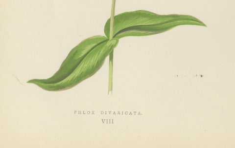Wild Blue Phlox (Phlox Divaricata), Hand-Coloured Botanical Print, 1874, close-up 3