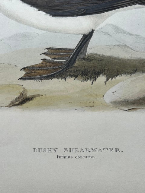 Dusky Shearwater, Antique Bird Lithograph by John Gould, c.1832, view 3