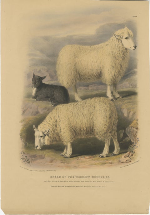 Old Lithograph of Ewe, Ram, and Lamb of the Wicklow Mountains in Ireland - 1842, view 2