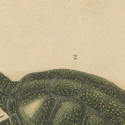 Turtle Print of Moorish Tortoise and European Pond Turtle, c.1850, Orbigny, close-up 6