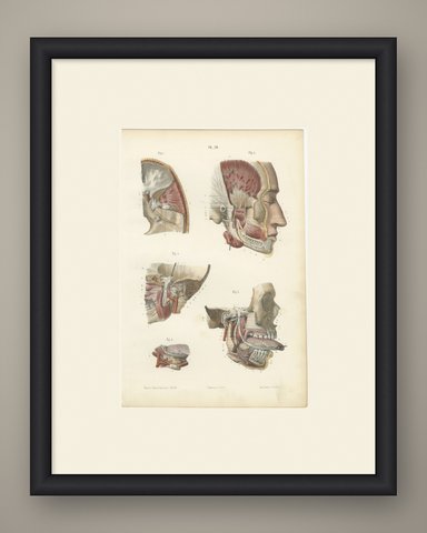 Nerves of the Jaw and Infratemporal Region, Hirschfeld Anatomy Print, 1866, shown framed