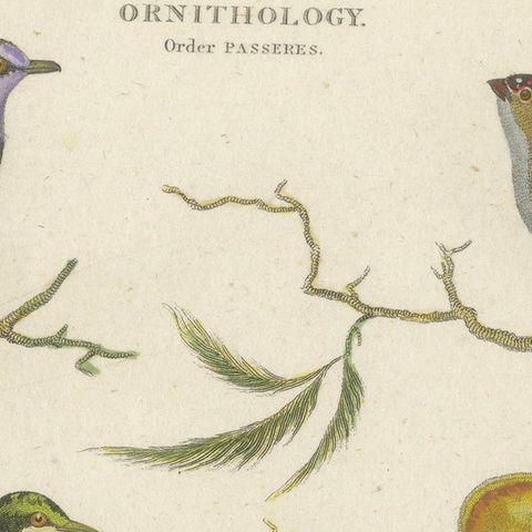 Antique 1811 Ornithology Hand-Colored Print, close-up 5