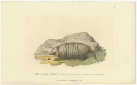 An Original 1825 Illustration of the Large Hairy Armadillo by G.B. Whittaker, view 2