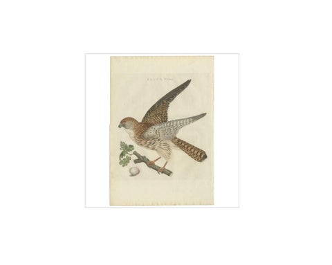 Antique Bird Print of the Eurasian Sparrowhawk by Sepp & Nozeman, 1797, view 3