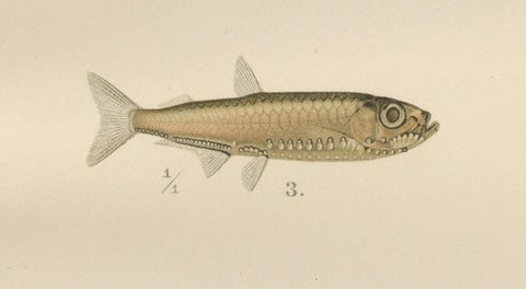 Scandinavian Fish Lithograph: Herring, Sprat, Müller’s Pearlside and Pike, 1895, close-up 4